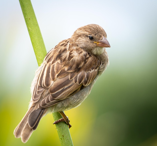 木の上に座っている鳥のクローズアップ