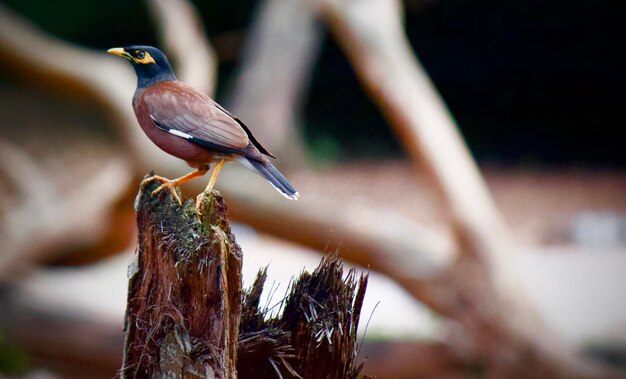 Foto close-up di un uccello appoggiato su un albero