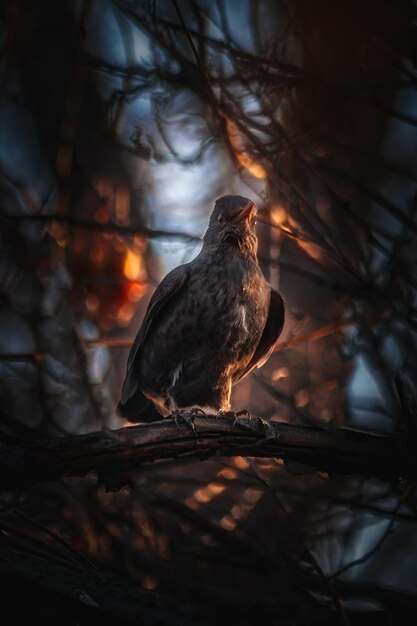 Foto close-up di un uccello appoggiato su un albero