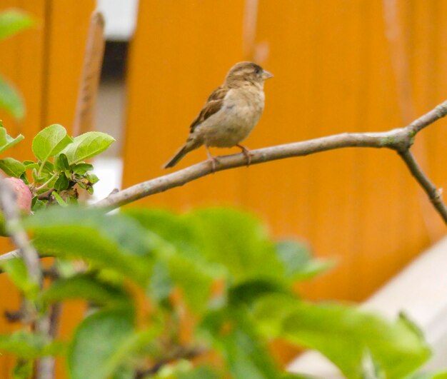 Close-up of bird perching on tree