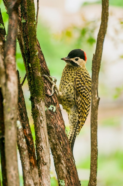 Photo close-up of bird perching on tree