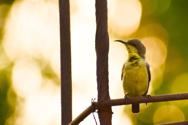 Close-up of bird perching on tree