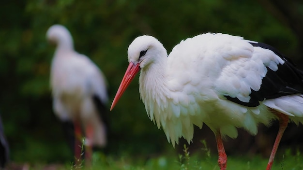 Foto prossimo piano di un uccello appollaiato su un albero