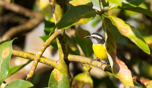 Close-up of bird perching on tree