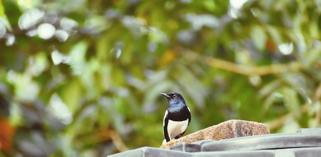 木の上に座っている鳥のクローズアップ