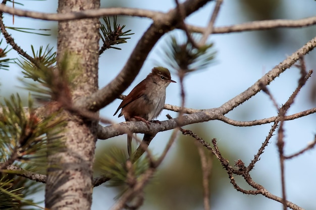 close-up of bird perching on tree