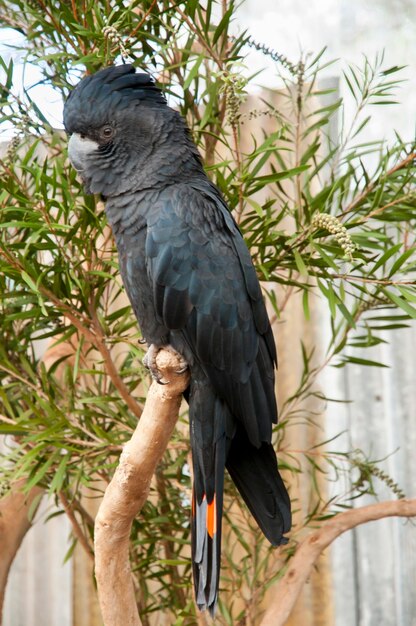 Photo close-up of bird perching on tree