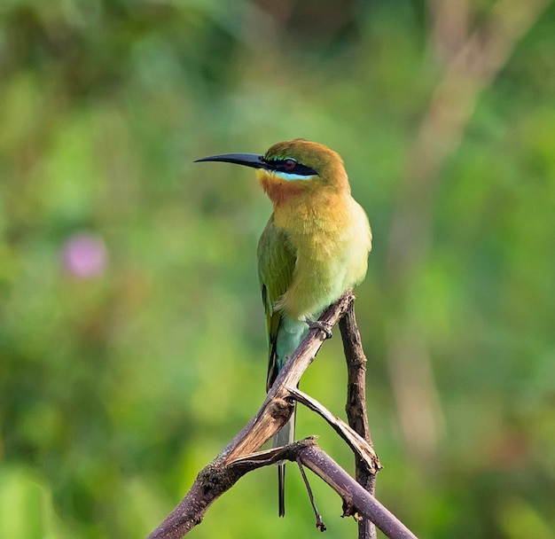 Photo close-up of bird perching on tree