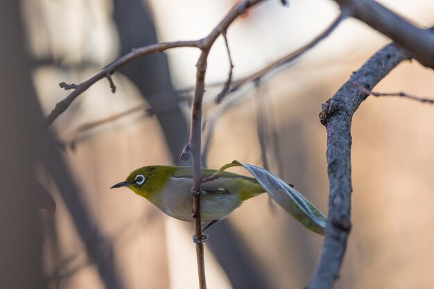 Photo close-up of bird perching on tree