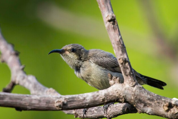 Close-up of bird perching on tree