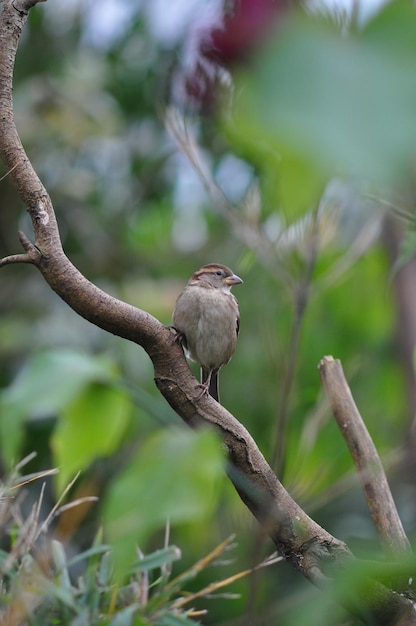 木の上に座っている鳥のクローズアップ