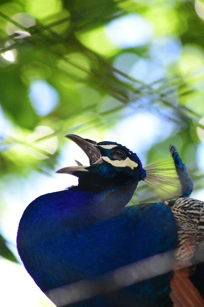 Foto close-up di un uccello appollaiato su un albero