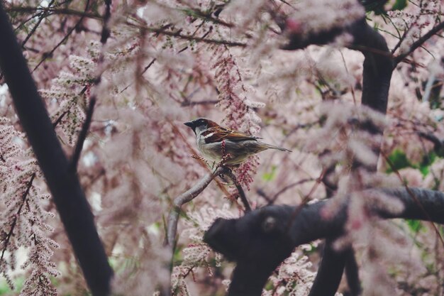 Close-up of bird perching on tree