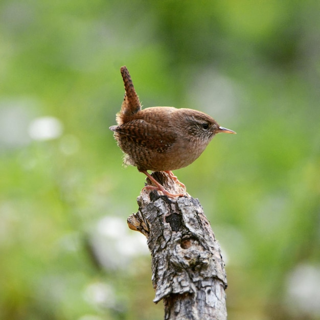 Close-up of bird perching on tree