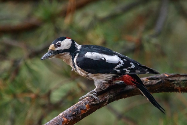 Photo close-up of bird perching on a tree