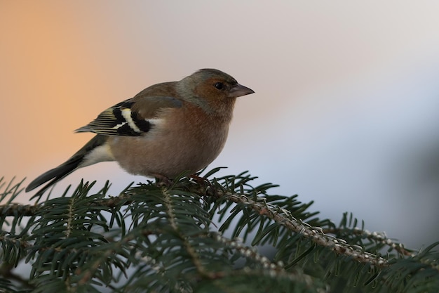 木の上に座っている鳥のクローズアップ