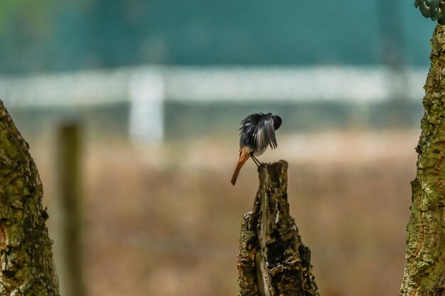 Photo close-up of bird perching on a tree