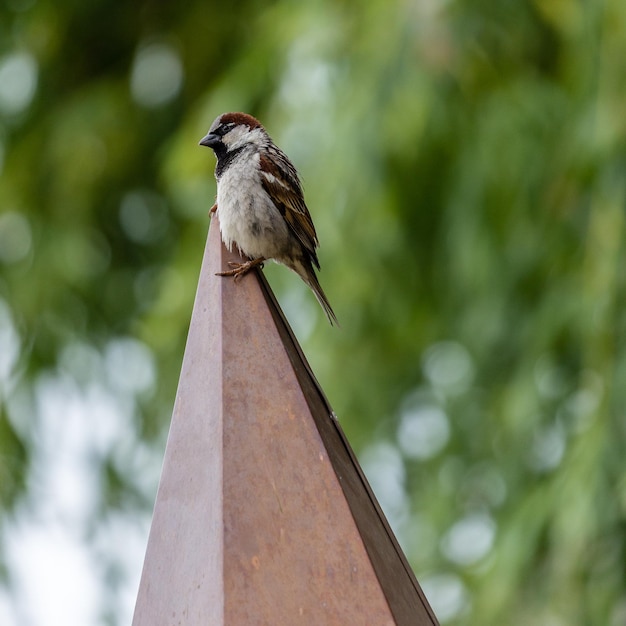 Close-up of bird perching on tree