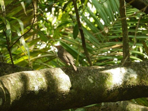 Close-up of bird perching on tree