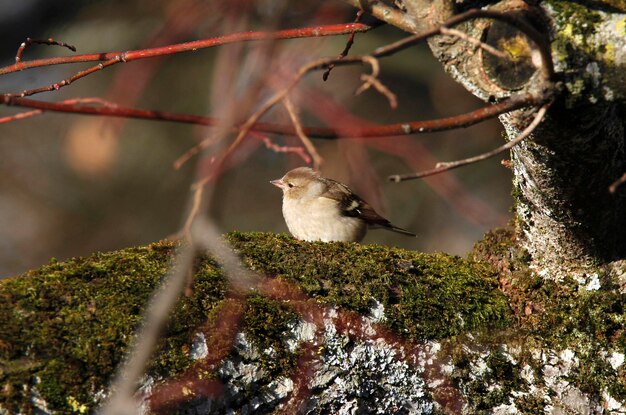 Photo close-up of bird perching on tree