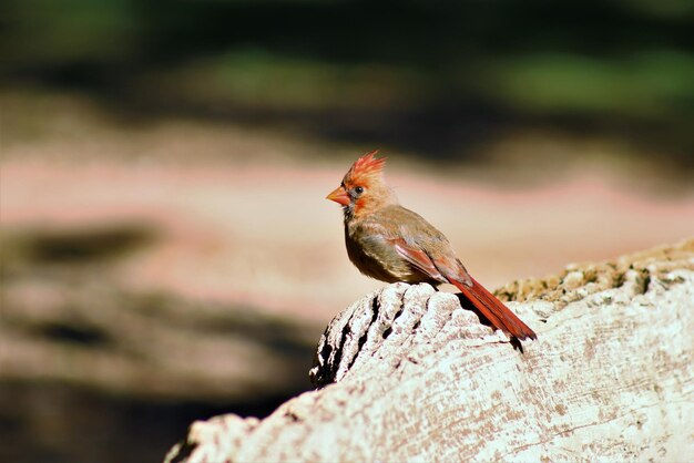 Photo close-up of bird perching on tree