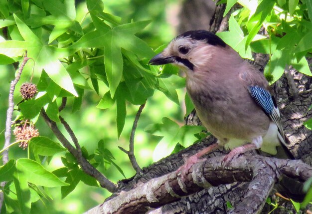 Close-up of a bird perching on tree