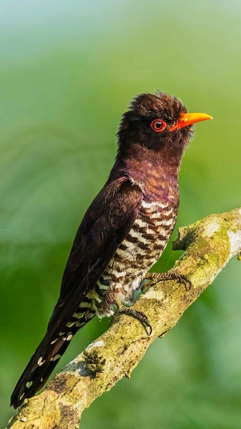 Close-up of bird perching on tree