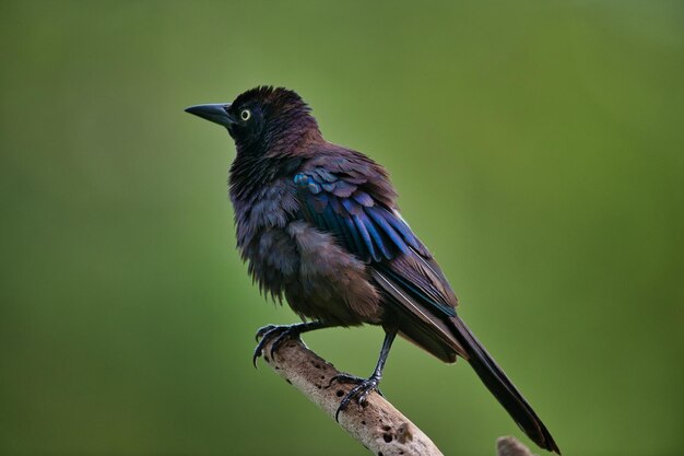 Photo close-up of bird perching on a tree