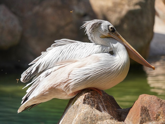 Close-up of bird perching on a tree