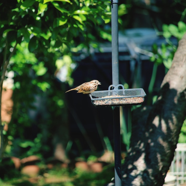 Photo close-up of bird perching on a tree