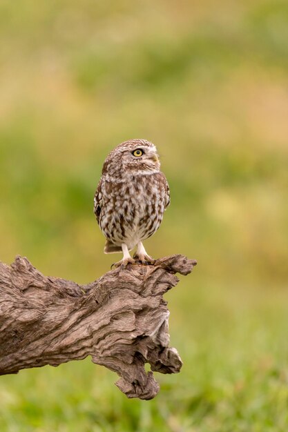 Close-up of bird perching on tree