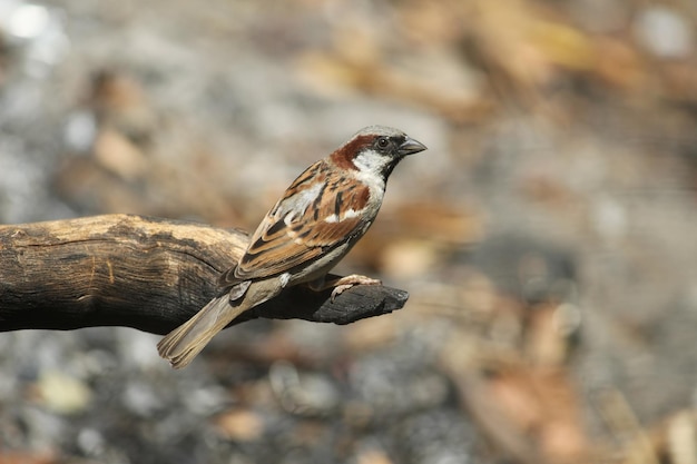 木に座っている鳥のクローズアップ