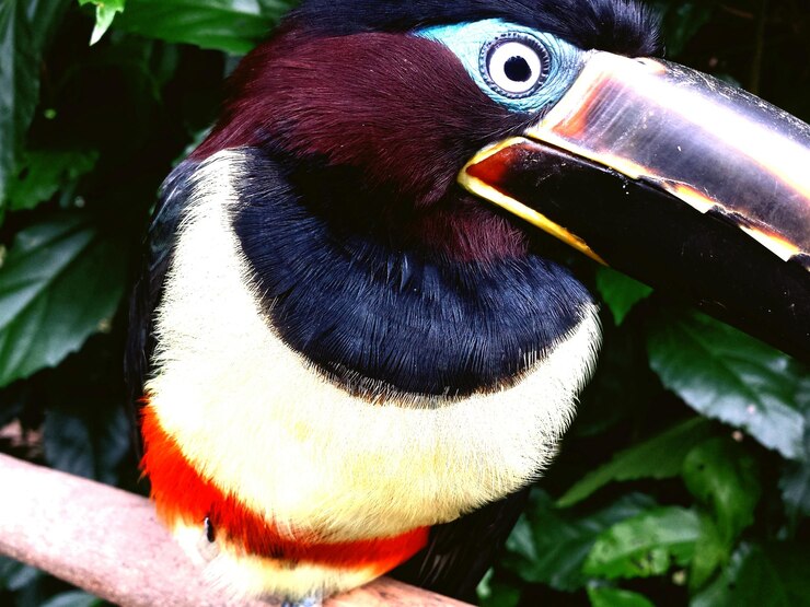 Photo close-up of bird perching on tree