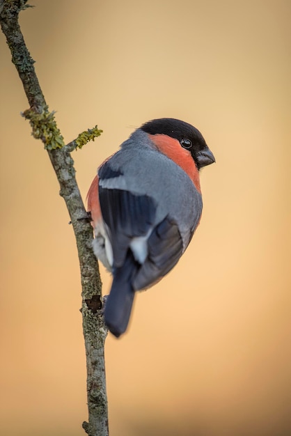 Foto close-up di un uccello appoggiato su un albero