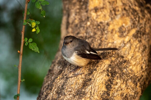 木に座っている鳥のクローズアップ