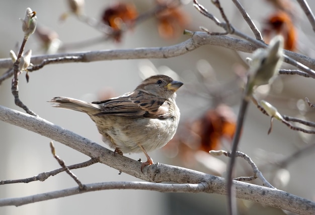 Close-up of bird perching on tree