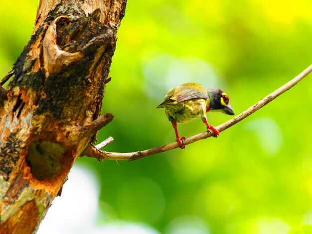 Photo close-up of a bird perching on tree