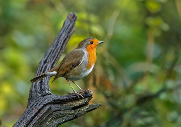 Close-up of bird perching on tree