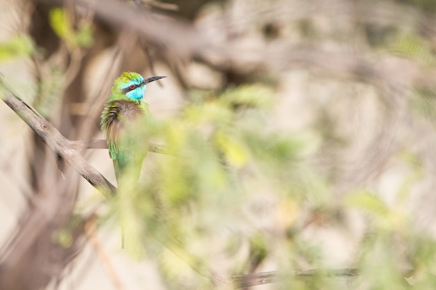 Foto close-up di un uccello appoggiato su un albero