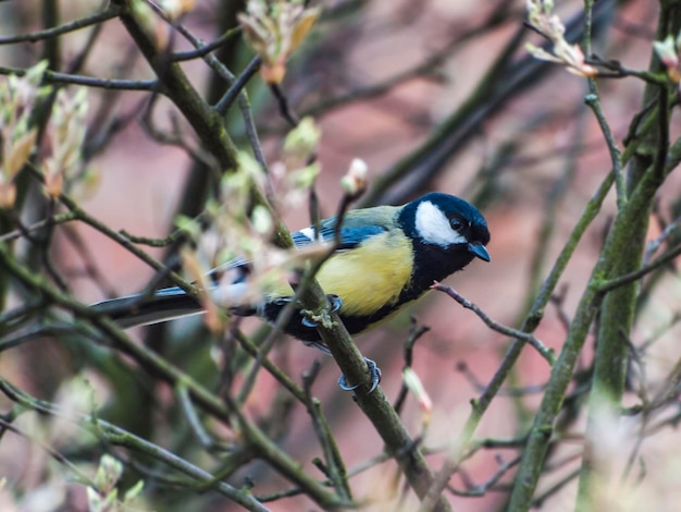 木の上に座っている鳥のクローズアップ