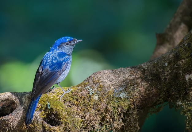 木に座っている鳥のクローズアップ