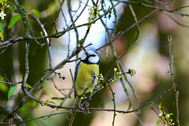 木の上に座っている鳥のクローズアップ