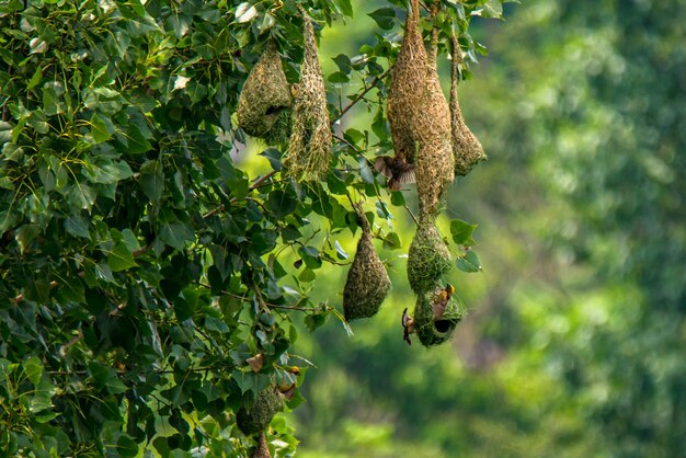 Close-up of bird perching on tree