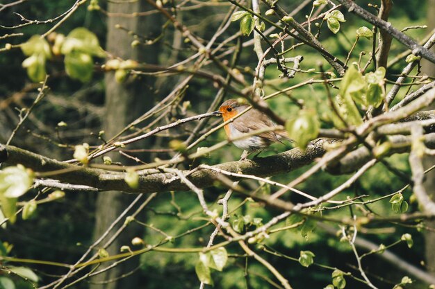 Close-up of bird perching on tree