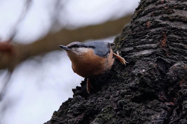 Close-up of bird perching on a tree