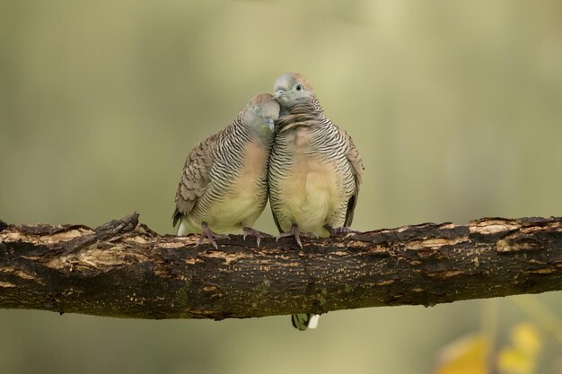 Photo close-up of bird perching on tree