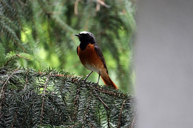 Close-up of bird perching on tree