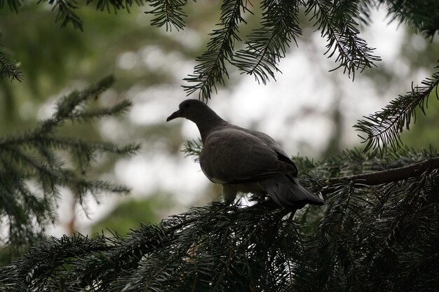 Foto close-up di un uccello appoggiato su un albero