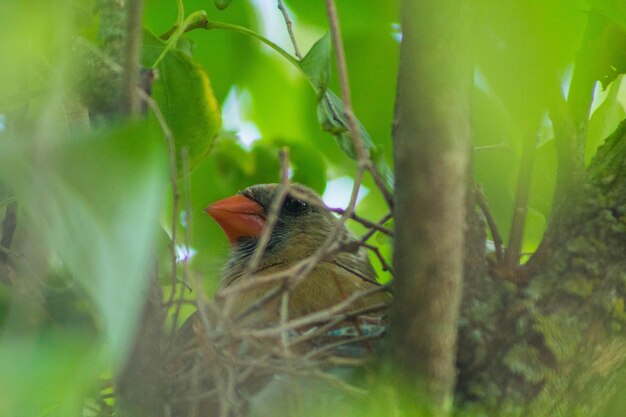 Photo close-up of bird perching on tree