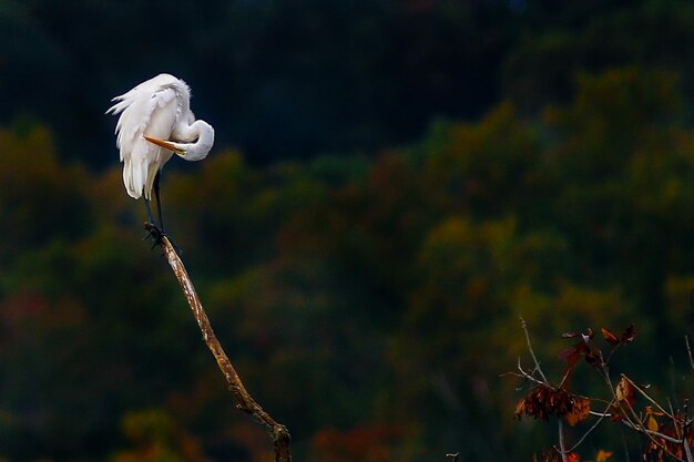 Photo close-up of bird perching on tree